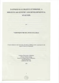X-Linked Kallman's Syndrome: a Molecular Genetic And