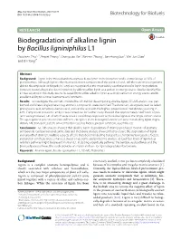 Biodegradation of Alkaline Lignin by Bacillus Ligniniphilus L1