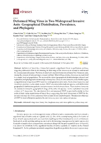 Deformed Wing Virus in Two Widespread Invasive Ants: Geographical Distribution, Prevalence, and Phylogeny