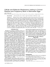Cellular and Molecular Mechanisms Leading to Cortical Reaction and Polyspermy Block in Mammalian Eggs