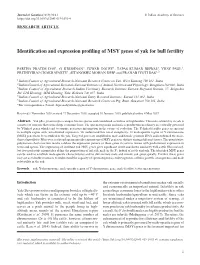 Identification and Expression Profiling of MSY Genes of Yak for Bull Fertility