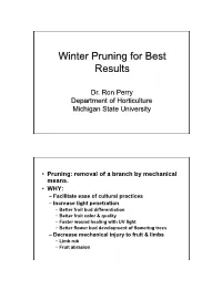 Pruning Concepts; Apple