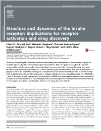Structure and Dynamics of the Insulin Receptor: Implications for Receptor Activation and Drug Discovery