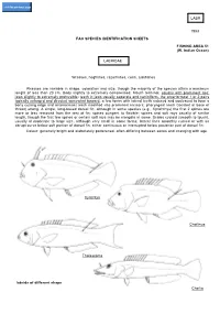 LABRIDAE Wrasses Are Variable in Shape, Coloration