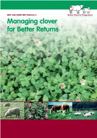 White Clover