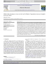 White Hake (Urophycis Tenuis) in the Gulf of Maine: Population Structure Insights from the 1920S