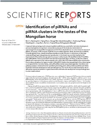 Identification of Pirnas and Pirna Clusters in the Testes of the Mongolian Horse