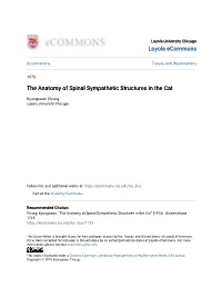 The Anatomy of Spinal Sympathetic Structures in the Cat
