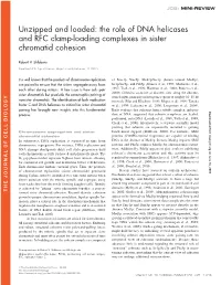 The Role of DNA Helicases and RFC Clamp-Loading Complexes in Sister