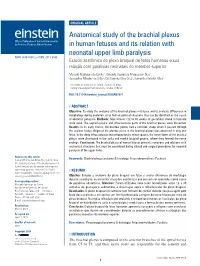 Anatomical Study of the Brachial Plexus in Human Fetuses and Its Relation with Neonatal Upper Limb Paralysis