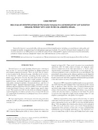 CASE REPORT MOLECULAR IDENTIFICATION of Bartonella