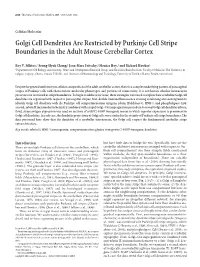 Golgi Cell Dendrites Are Restricted by Purkinje Cell Stripe Boundaries in the Adult Mouse Cerebellar Cortex