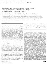 Identification and Characterization of a Novel Human Testis-Specific