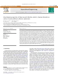 Attachment Properties of Blue Mussel (Mytilus Edulis L.) Byssus Threads on Culture-Based Artiﬁcial Collector Substrates