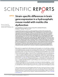 Strain-Specific Differences in Brain Gene Expression in a Hydrocephalic