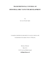 Transcriptional Control of Hypothalamic Tanycyte