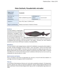 False Catshark, Pseudotriakis Microdon