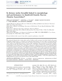 Is Dietary Niche Breadth Linked to Morphology and Performance in Sandveld Lizards Nucras (Sauria: Lacertidae)?