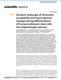 Dynamic Landscape of Chromatin Accessibility and Transcriptomic
