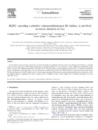 RLIN1, Encoding a Putative Coproporphyrinogen III Oxidase, Is Involved in Lesion Initiation in Rice