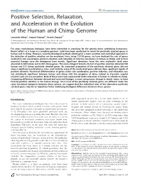 Positive Selection, Relaxation, and Acceleration in the Evolution of the Human and Chimp Genome