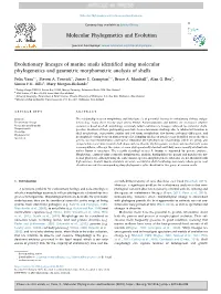 Evolutionary Lineages of Marine Snails Identified Using Molecular