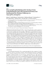 Glycosylphosphatidylinositol Anchors from Galactomannan and GPI-Anchored Protein Are Synthesized by Distinct Pathways in Aspergillus Fumigatus