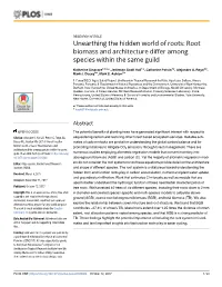 Unearthing the Hidden World of Roots: Root Biomass and Architecture Differ Among Species Within the Same Guild