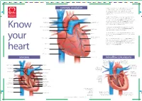 Structure Coronary Circulation