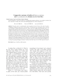 Comparative Anatomy of Leaflets of Zamia Acuminata and Z