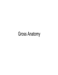 The Liver Lecture
