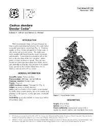 Cedrus Deodara Deodar Cedar1 Edward F