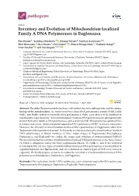 Inventory and Evolution of Mitochondrion-Localized Family a DNA Polymerases in Euglenozoa