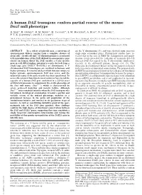 A Human DAZ Transgene Confers Partial Rescue of the Mouse Dazl Null Phenotype