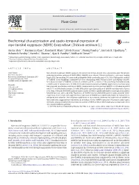 Biochemical Characterization and Spatio-Temporal Expression of Myo-Inositol Oxygenase (MIOX) from Wheat (Triticum Aestivum L.)