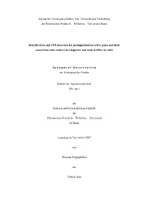 Identification and SNP Detection for Preimplantation Active Genes and Their Association with Embryo Development and Male Fertility in Cattle
