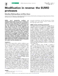 Modification in Reverse: the SUMO Proteases