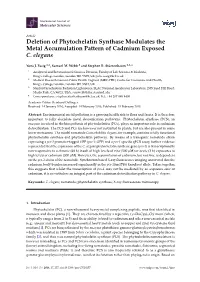 Deletion of Phytochelatin Synthase Modulates the Metal Accumulation Pattern of Cadmium Exposed C