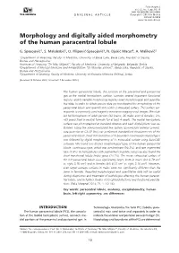Morphology and Digitally Aided Morphometry of the Human Paracentral Lobule