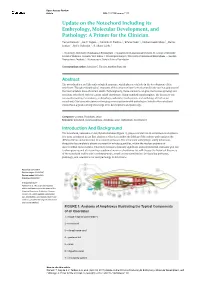 Update on the Notochord Including Its Embryology, Molecular Development, and Pathology: a Primer for the Clinician