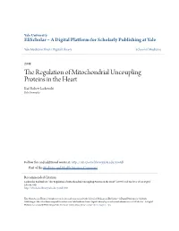 The Regulation of Mitochondrial Uncoupling Proteins in the Heart Karl Robert Laskowski Yale University