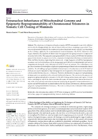 Extranuclear Inheritance of Mitochondrial Genome and Epigenetic Reprogrammability of Chromosomal Telomeres in Somatic Cell Cloning of Mammals