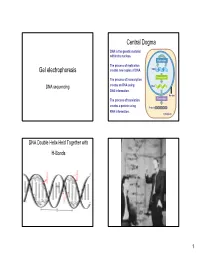 DNA Sequencing Creates an RNA Using RNA DNA Information