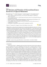 3D Structure and Function of Glycosyltransferases Involved in N-Glycan Maturation