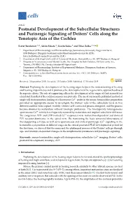 Postnatal Development of the Subcellular Structures and Purinergic Signaling of Deiters’ Cells Along the Tonotopic Axis of the Cochlea