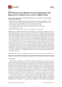 ATP Release from Human Airway Epithelial Cells Exposed to Staphylococcus Aureus Alpha-Toxin