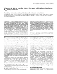 Changes in Spinal and Opioid Systems in Mice Deficient in The