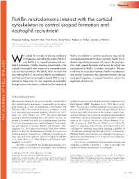 Flotillin Microdomains Interact with the Cortical Cytoskeleton to Control Uropod Formation and Neutrophil Recruitment
