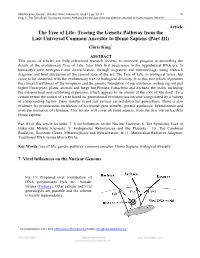 Tracing the Genetic Pathway from the Last Universal Common Ancestor to Homo Sapiens (Part III)
