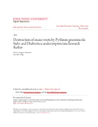 Destruction of Maize Roots by Pythium Graminicola Subr. and Diabrotica Undecimpunctata Howardi Barber Thomas Eugene Summers Iowa State College